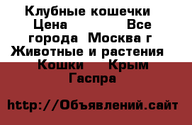 Клубные кошечки › Цена ­ 10 000 - Все города, Москва г. Животные и растения » Кошки   . Крым,Гаспра